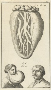 Anatomische afbeelding XIV