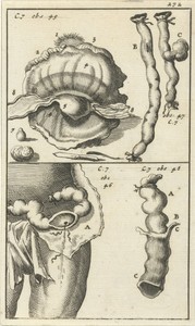 Anatomische afbeelding XIX