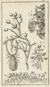 Anatomische afbeelding XVI