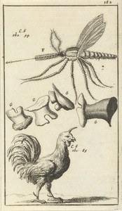 Anatomische afbeelding XVII