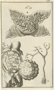 Anatomische afbeelding XVIII