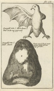 Anatomische afbeelding XXIII
