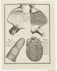 Anatomische weergave van de tong, neus en wijsvinger