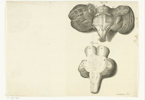Anatomische weergave van een orgaan uit het menselijk lichaam