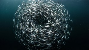 Anchovy Bait Ball
