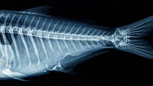 Anchovy X-Ray