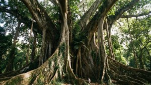 Ancient Giant of the Forest