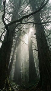 Ancient Misty Forest