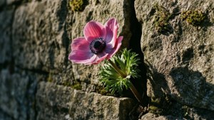 Anemone on Stone Wall
