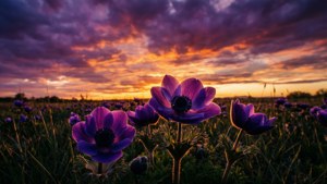 Anemone Sunset Field