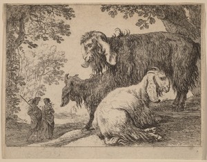 Angora Sheep