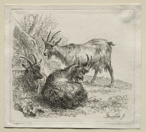 Animalia: Three Goats