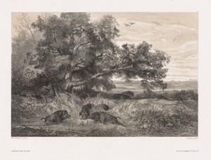 Animals and Landscape after Nature:  Wild Boar in a Pond