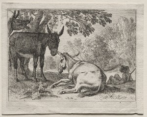 Animals in Landscapes: Donkeys