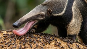 Ant Feast