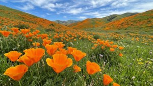 Antelope Valley Poppies