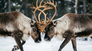 Antler Clash