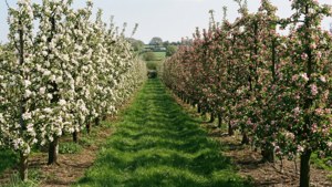 Apple Blossom Orchard