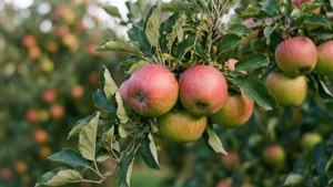 Apple Branch Bokeh