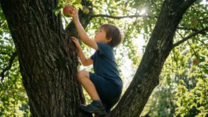 Apple Tree Adventurer