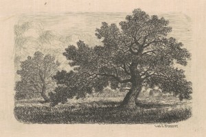 Apple Trees