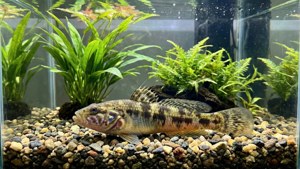 Aquarium Blenny