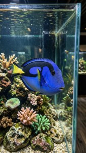 Aquarium Blue Tang