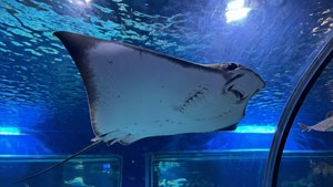 Aquarium Stingray