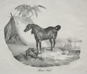 Arab Horse