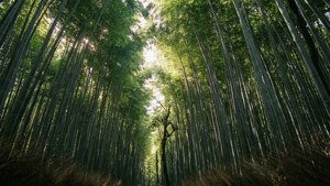 Arashiyama Bamboo