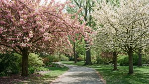 Arboretum Spring Blossoms