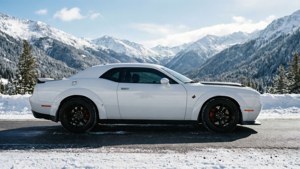 Arctic Beast