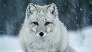 Arctic Fox in Blizzard
