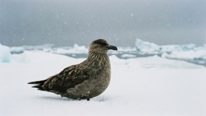 Arctic Solitude