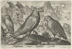 Arend en andere roofvogels