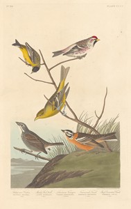 Arkansaw Siskin, Mealy Red-poll, Louisiana Tanager, Townsend's Finch and Buff-breasted Finch