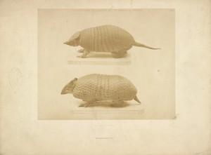 [Armadillo]