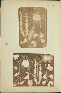 [Arrangement of Plant Specimens]