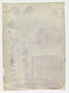 [Arrangement of Specimens]