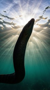 Ascending Eel