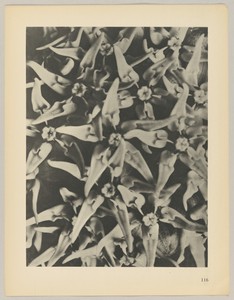 Asclepias speciosa