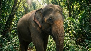 Asian Elephant in Jungle