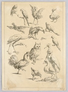 Assortment of Birds, from the "Recueil de differentes études d'animaux..."