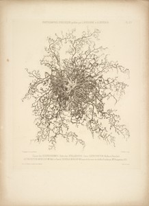 [Astrophyton, an Echinoderm]
