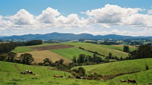 Atherton Tablelands Pasture