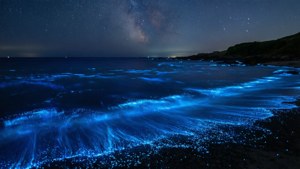 Atlantic Bioluminescence