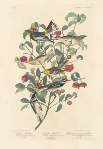 Audubon's Warbler, Hermit Warbler and Black-throated Gray Warbler