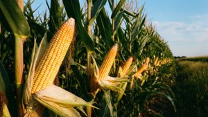 August Corn Field