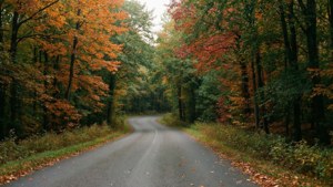 August Forest Road
