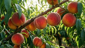 August Peach Orchard